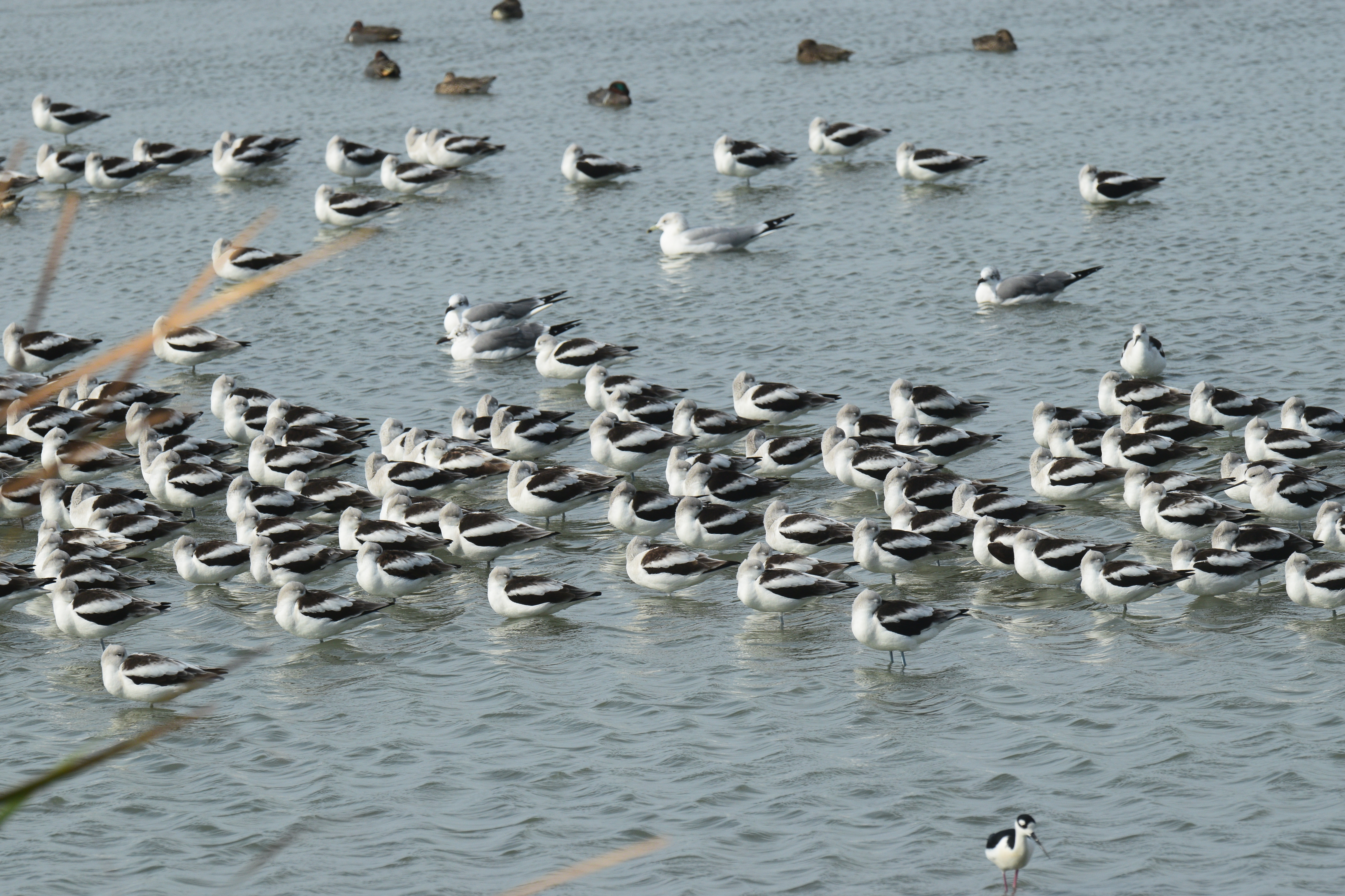 Wildlife photography